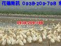 台北中正土地 - 養鴨人家......