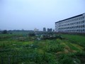 新屋石磊子農地
