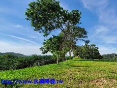 本月之星