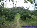 關西橘園-臨路平坦果園