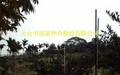 卓蘭景觀休閒枇杷園-枇耙園年收入壹佰萬元