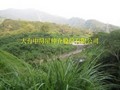 卓蘭坪林山坡地-總價87萬世界俗！