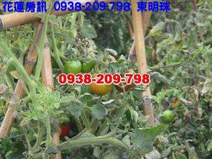 靜享大自然.....-816坪配蓋三戶