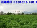 滿山花氣撲人來