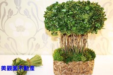 本月之星