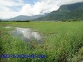 新城農地~-環境優美~