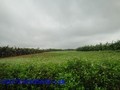 壽豐農地~便宜啦~-地形完整~