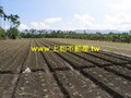 F0343壽豐農地-