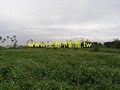 F0356吉安農地-