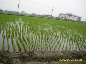近中道中 學農地-