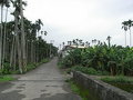 頂埔建地-雙面路/地形方正
