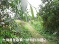 灣橋漂亮農地-環境優美