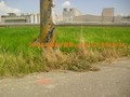太保北港路農地