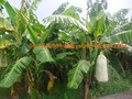 仁義潭農地