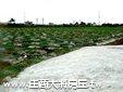 嘉義溪口土地 - 大林台1線農地
