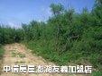 澎湖白沙土地 - 澎湖‧港子段小路農地