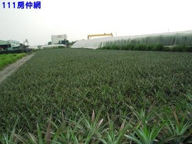 屏東大同農場農地-屏東縣長治鄉榮興段
