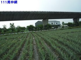 屏東大同農場農地★★★-屏東縣長治鄉榮興段