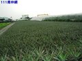 屏東大同農場農地