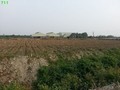大同農場農地-屏東縣內埔鄉