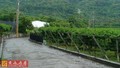 台東知本荔枝園農地-台東市青林段