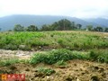 台東紅葉漂亮農地-