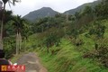 台東泰源省道旁水果園農地-