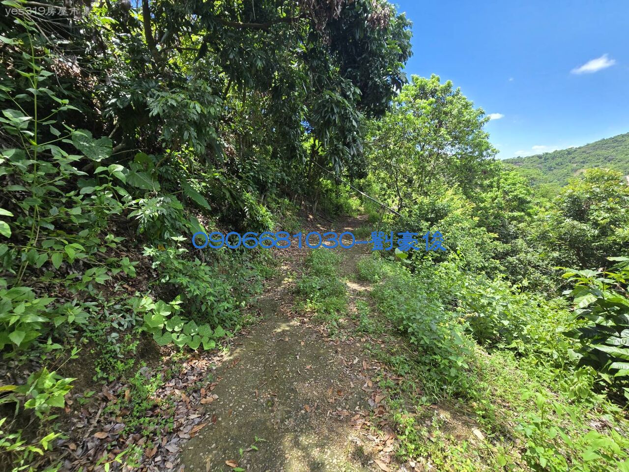 杉林區十張犁山坡保育地