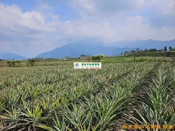高樹漂亮山景美農地