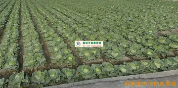 南州大面寬建地